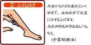 2.ふくらはぎ　足首からひざの裏のリンパ節まで、左右の手で交互にさすり上げます。足の内側も外側もまんべんなく。（手掌軽擦法）